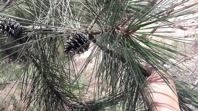 Pinus lawsonii, photographed by jaquelinemupla