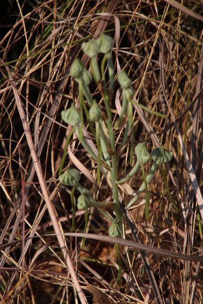 Bonatea porrecta, photographed by Tony Rebelo