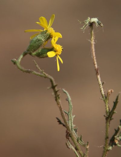 Senecio consanguineus, photographed by Tony Rebelo