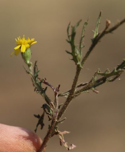 Senecio consanguineus, photographed by Tony Rebelo