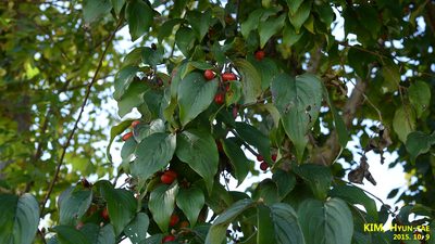 Cornus officinalis, photographed by Kim, Hyun-tae