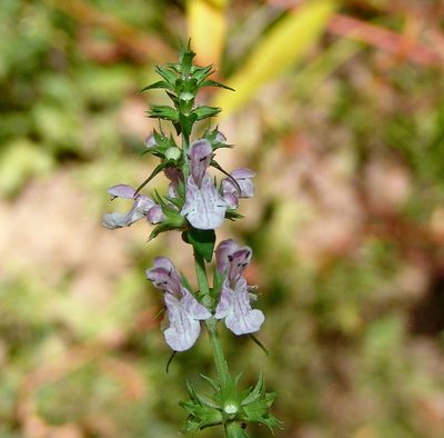 Stachys tenuifolia, photographed by Gordon C. Snelling