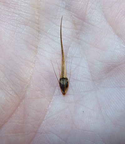Rhynchospora macrostachya, photographed by botanygirl
