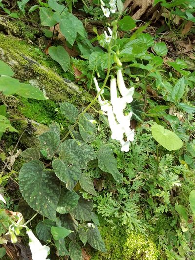 Smithiantha multiflora, photographed by Alan Rockefeller