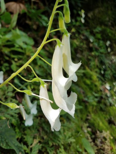 Smithiantha multiflora, photographed by Alan Rockefeller