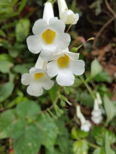 Smithiantha multiflora, photographed by Alan Rockefeller