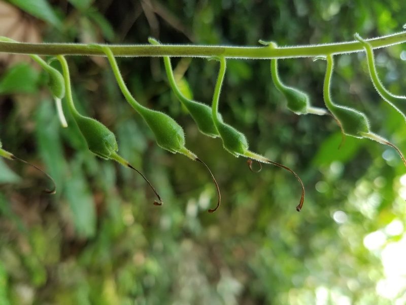 Smithiantha multiflora, photographed by Alan Rockefeller