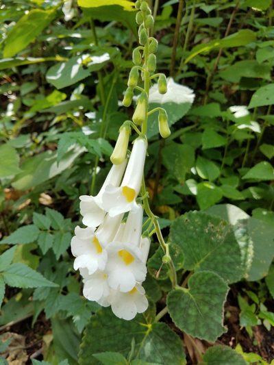 Smithiantha multiflora, photographed by Alan Rockefeller