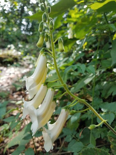 Smithiantha multiflora, photographed by Alan Rockefeller