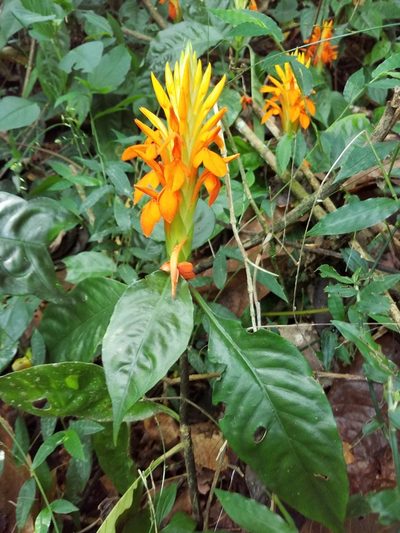 Aphelandra aurantiaca, photographed by Alan Rockefeller