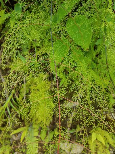 Odontosoria schlechtendalii, photographed by Alan Rockefeller