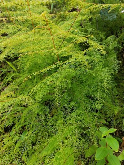 Odontosoria schlechtendalii, photographed by Alan Rockefeller