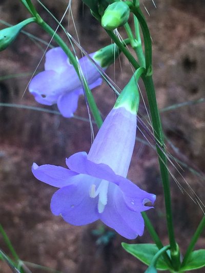 Chelonanthus purpurascens, photographed by B. Phalan