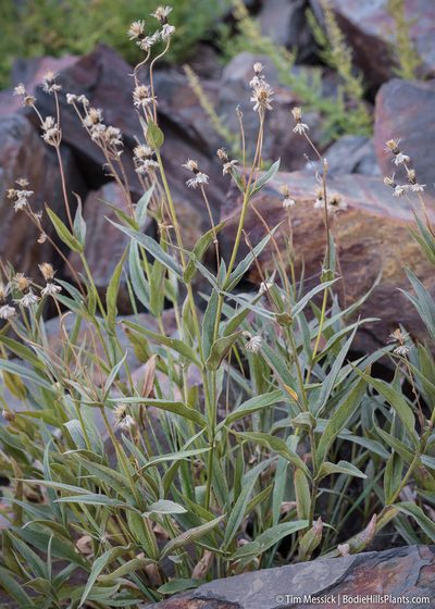 Arnica longifolia, photographed by Tim Messick