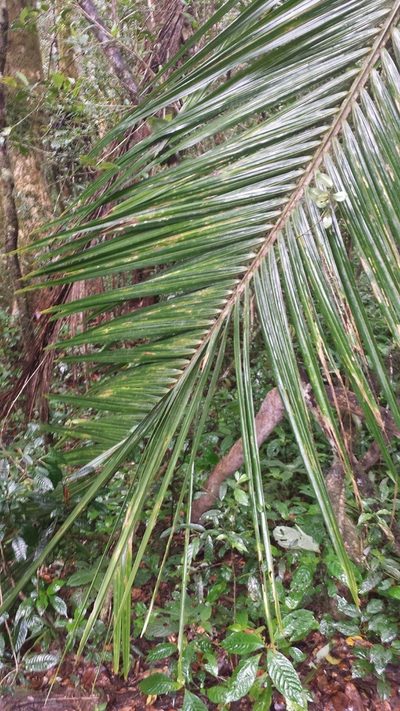 Ravenea madagascariensis, photographed by Stuart Cable