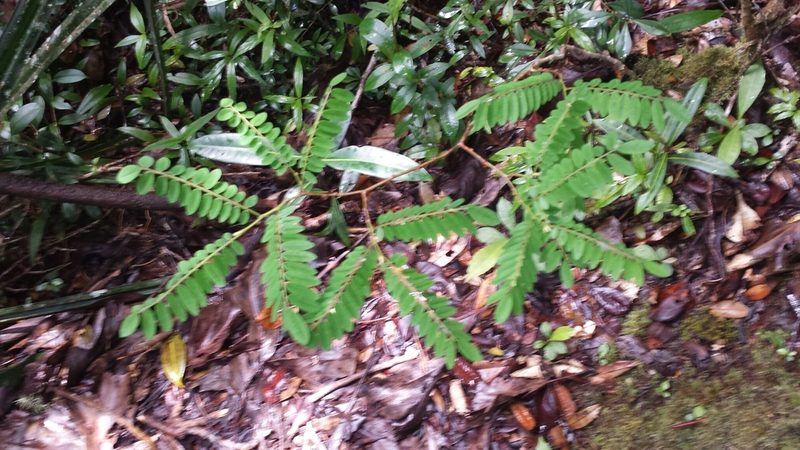 Dalbergia monticola, photographed by Stuart Cable