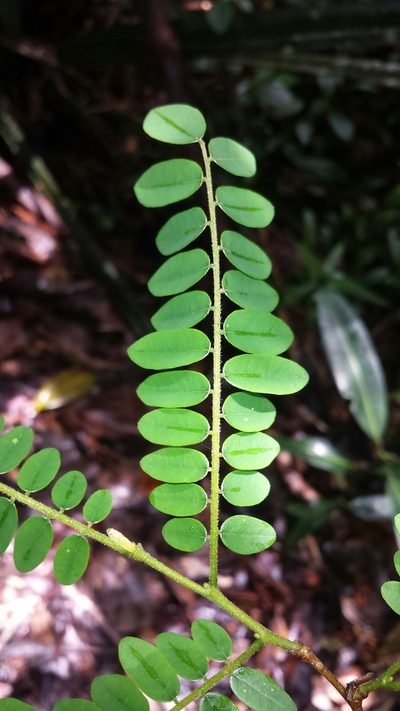 Dalbergia monticola, photographed by Stuart Cable