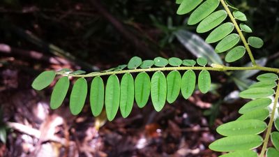 Dalbergia monticola, photographed by Stuart Cable