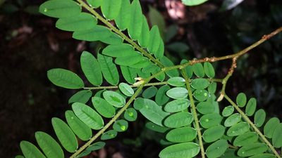 Dalbergia monticola, photographed by Stuart Cable