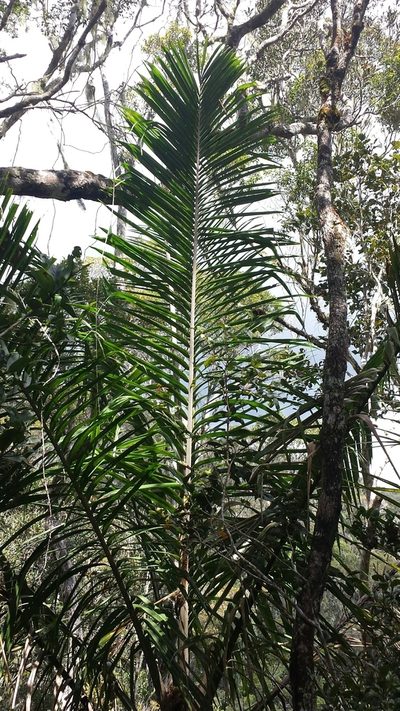 Ravenea madagascariensis, photographed by Stuart Cable