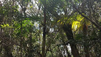 Chrysalidocarpus baronii, photographed by Stuart Cable