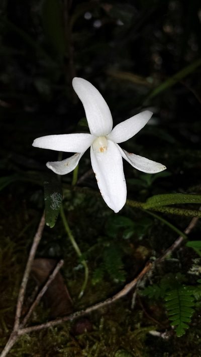 Angraecum melanostictum, photographed by Stuart Cable
