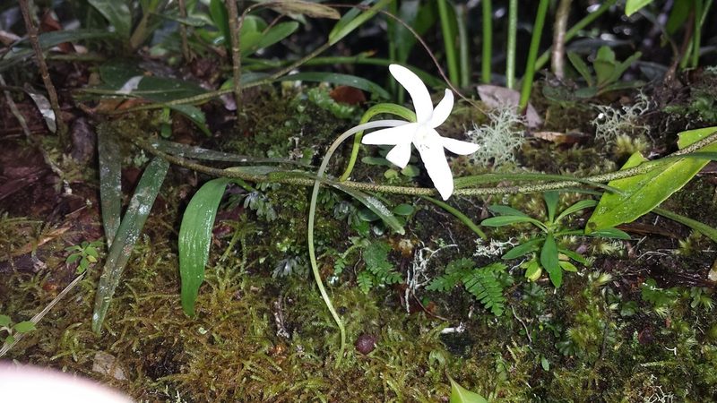 Angraecum melanostictum, photographed by Stuart Cable