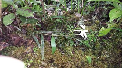 Angraecum melanostictum, photographed by Stuart Cable