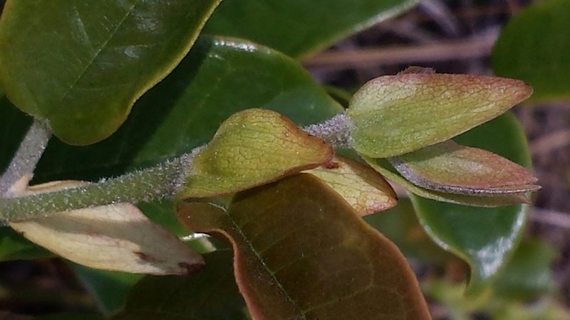 Schizolaena tampoketsana, photographed by Stuart Cable