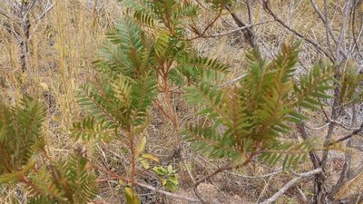 Dodonaea madagascariensis, photographed by Stuart Cable