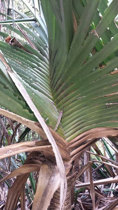 Pandanus spinifer, photographed by Stuart Cable
