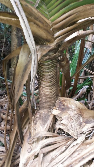 Pandanus spinifer, photographed by Stuart Cable