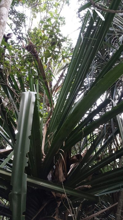 Pandanus spinifer, photographed by Stuart Cable