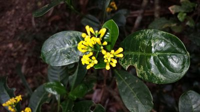 Psychotria imerinensis, photographed by Stuart Cable