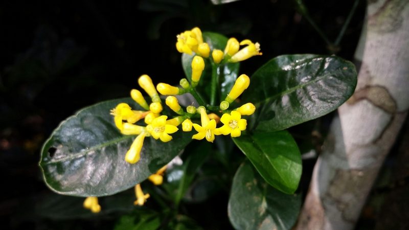 Psychotria imerinensis, photographed by Stuart Cable