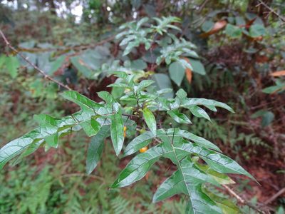 Solanum atropurpureum, photographed by Daniel A. Monsalve Ortiz