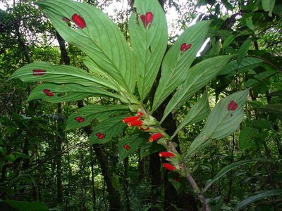 Columnea dimidiata, photographed by Daniel A. Monsalve Ortiz