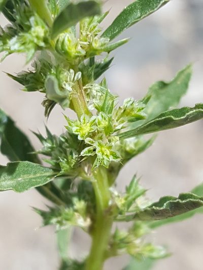 Amaranthus watsonii, photographed by Alex Abair