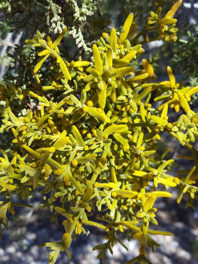 Phoradendron capitellatum, photographed by Alex Abair