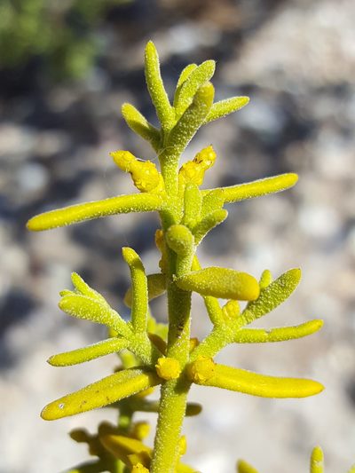 Phoradendron capitellatum, photographed by Alex Abair