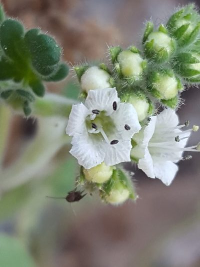 Phacelia rupestris, photographed by Alex Abair