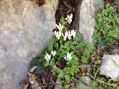 Cyclamen creticum, photographed by Taxon Expeditions