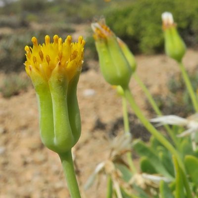 Othonna lasiocarpa, photographed by Kevin Murray