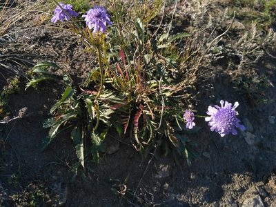 Scabiosa comosa, photographed by Natalya Ivanova