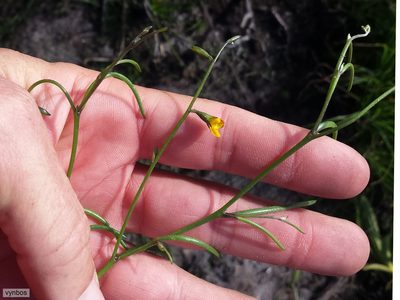 Lebeckia wrightii, photographed by Chris Vynbos