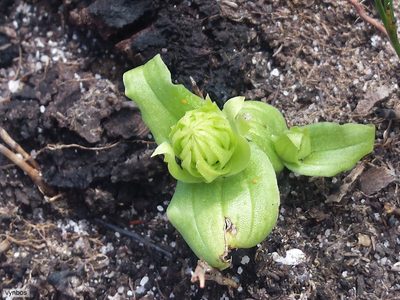 Satyrium bicallosum, photographed by Chris Vynbos