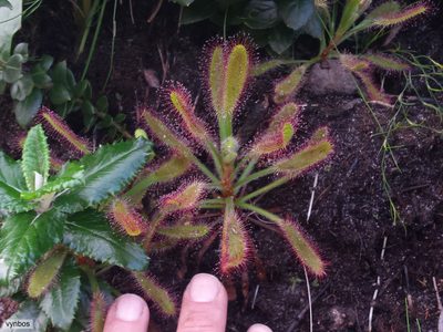 Drosera ramentacea, photographed by Chris Vynbos