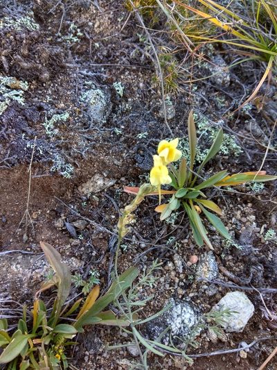 Linaria buriatica, photographed by Maxim Shashkov