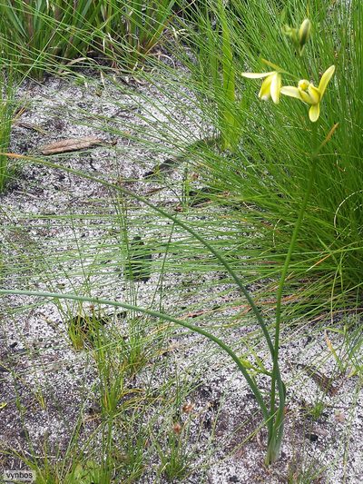 Albuca fragrans, photographed by Chris Vynbos