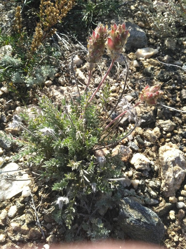 Oxytropis selengensis, photographed by Natalya Ivanova